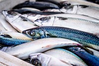 Free mackerel fish image, public domain food CC0 photo.