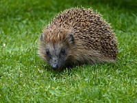 Free hedgehog on the grass portrait photo, public domain animal CC0 image.