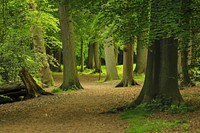 Free tall green trees in forest photo, public domain nature CC0 image.