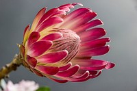 Free protea image, public domain flower CC0 photo.