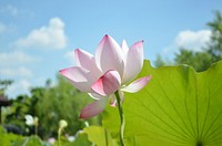 Free pink lotus image, public domain flower CC0 photo.