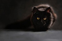 Free black persian cat image, public domain CC0 photo.