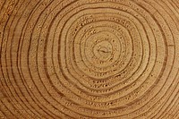 Free wood slice texture photo, public domain abstract CC0 image.