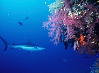 Free shark image, public domain animal CC0 photo.