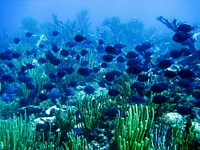 Free colorful reefs and fish image, public domain animal CC0 photo.
