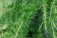 Pine tree branch close up, free public domain CC0 photo