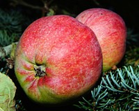 Free red apple close up photo, public domain fruit CC0 image.