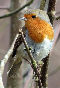 Free robin bird portrait in nature background photo, public domain animal CC0 image.