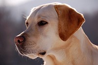 Free Labrador retriever head portrait photo, public domain animal CC0 image.