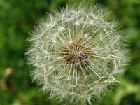 Free dandelion image, public domain flower CC0 photo.