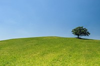 Field of grass with one tree, free public domain CC0 photo