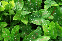 Free polka dot plant image, public domain plant CC0 photo.