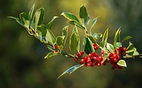 Free wild berry tree image, public domain fruit CC0 photo.