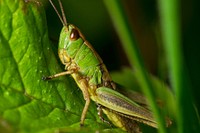 Free close up green grasshopper image, public domain animal CC0 photo.