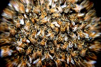 Free group of bee on beehive image, public domain animal CC0 photo.