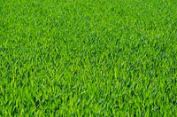  Free green grass image, public domain plant CC0 photo.