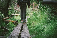 Free trail in green forest with trees image, public domain nature CC0 photo.