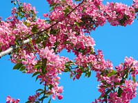 Free pink apple tree flower image, public domain nature CC0 photo.