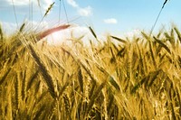 Free wheat photo, public domain nature CC0 image.