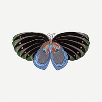 Vintage butterfly, Japanese art, drawing illustration