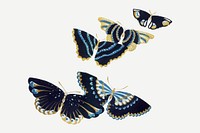 Hand drawn butterfly collage element, Japanese vintage illustration vector