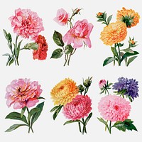 Flowers, botanical stickers, vintage illustration vector set, digitally enhanced from our own original copy of The Open Door to Independence (1915) by Thomas E. Hill.