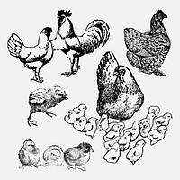 Chicken sticker, vintage animal black ink illustration, vector set, digitally enhanced from our own original copy of The Open Door to Independence (1915) by Thomas E. Hill.