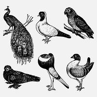 Bird collage element, black ink drawing vector set, digitally enhanced from our own original copy of The Open Door to Independence (1915) by Thomas E. Hill.