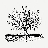 Hand drawn tree sticker, vintage illustration psd, digitally enhanced from our own original copy of The Open Door to Independence (1915) by Thomas E. Hill.