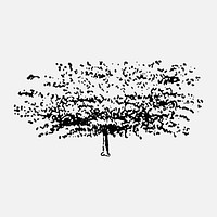 Willow tree sticker, hand drawing vector, digitally enhanced from our own original copy of The Open Door to Independence (1915) by Thomas E. Hill.