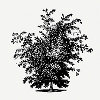Hand drawn tree sticker, vintage illustration psd, digitally enhanced from our own original copy of The Open Door to Independence (1915) by Thomas E. Hill.