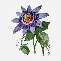 Passion flower illustration, vintage watercolor design, digitally enhanced from our own original copy of The Open Door to Independence (1915) by Thomas E. Hill.