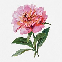 Peony flower illustration, vintage watercolor design, digitally enhanced from our own original copy of The Open Door to Independence (1915) by Thomas E. Hill.