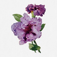 Petunia illustration, vintage watercolor design, digitally enhanced from our own original copy of The Open Door to Independence (1915) by Thomas E. Hill.