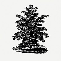 Tree clipart, vintage hand drawn design element psd, digitally enhanced from our own original copy of The Open Door to Independence (1915) by Thomas E. Hill.