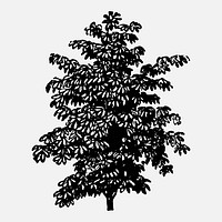 Hand drawn tree clipart, hand drawn illustration vector, digitally enhanced from our own original copy of The Open Door to Independence (1915) by Thomas E. Hill.