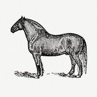 Horse hand drawn illustration, digitally enhanced from our own original copy of The Open Door to Independence (1915) by Thomas E. Hill.