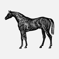 Horse sticker, black ink drawing vector, digitally enhanced from our own original copy of The Open Door to Independence (1915) by Thomas E. Hill.