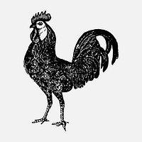 Chicken sticker, black ink drawing vector, digitally enhanced from our own original copy of The Open Door to Independence (1915) by Thomas E. Hill.