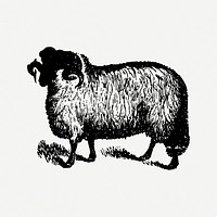 Sheep collage element, black ink drawing psd, digitally enhanced from our own original copy of The Open Door to Independence (1915) by Thomas E. Hill.