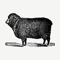 Sheep hand drawn illustration, digitally enhanced from our own original copy of The Open Door to Independence (1915) by Thomas E. Hill.