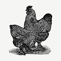 Chicken hand drawn illustration, digitally enhanced from our own original copy of The Open Door to Independence (1915) by Thomas E. Hill.