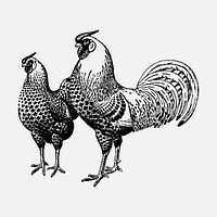 Chicken sticker, black ink drawing vector, digitally enhanced from our own original copy of The Open Door to Independence (1915) by Thomas E. Hill.