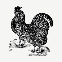 Rooster hand drawn illustration, digitally enhanced from our own original copy of The Open Door to Independence (1915) by Thomas E. Hill.