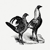 Chicken sticker, black ink drawing psd, digitally enhanced from our own original copy of The Open Door to Independence (1915) by Thomas E. Hill.