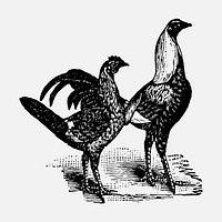 Chicken sticker, black ink drawing vector, digitally enhanced from our own original copy of The Open Door to Independence (1915) by Thomas E. Hill.