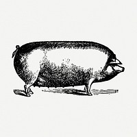 Pig collage element, black ink drawing psd, digitally enhanced from our own original copy of The Open Door to Independence (1915) by Thomas E. Hill.