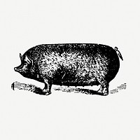 Pig hand drawn illustration, digitally enhanced from our own original copy of The Open Door to Independence (1915) by Thomas E. Hill.