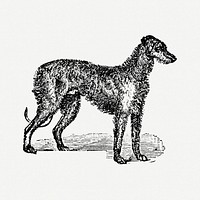 Deer Hound dog clipart, black ink drawing psd, digitally enhanced from our own original copy of The Open Door to Independence (1915) by Thomas E. Hill.