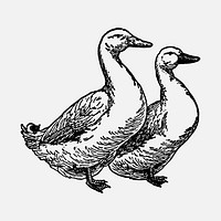 Duck sticker, black ink drawing vector, digitally enhanced from our own original copy of The Open Door to Independence (1915) by Thomas E. Hill.